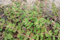 Euphorbia maculata