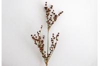 Juncus anceps