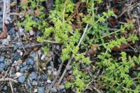 Herniaria glabra