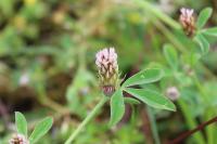 Trifolium striatum
