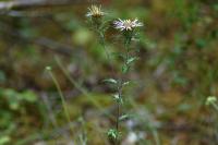 Carlina vulgaris