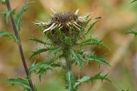 Carlina vulgaris