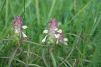 Melampyrum cristatum
