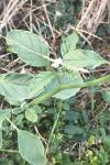 Heliotropium europaeum