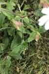 Silene latifolia