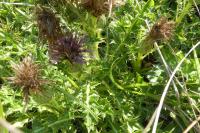 Cirsium acaulon