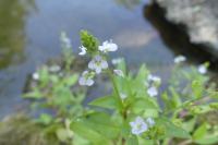Veronica anagallis-aquatica