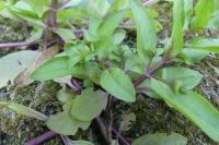 Veronica anagallis-aquatica