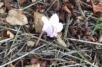 Cyclamen hederifolium