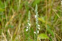 Spiranthes spiralis