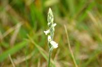 Spiranthes spiralis
