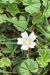 Malva neglecta