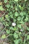 Malva neglecta