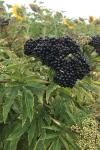 Sambucus ebulus