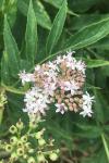 Sambucus ebulus