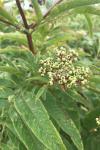 Sambucus ebulus