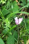 Cyclamen hederifolium