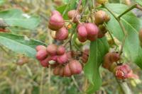Euonymus europaeus