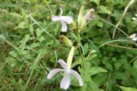Saponaria officinalis
