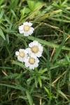 Achillea ptarmica