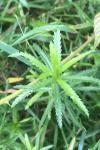 Achillea ptarmica