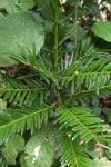 Taxus baccata