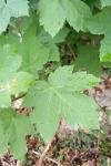 Acer pseudoplatanus