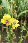 Verbascum blattaria