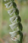 Spiranthes spiralis