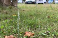 Spiranthes spiralis