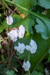 Cyclamen hederifolium