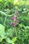 Stachys sylvatica