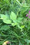Stachys sylvatica