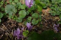 Cyclamen hederifolium