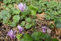Cyclamen hederifolium