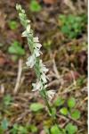 Spiranthes spiralis