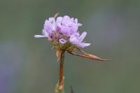 Armeria arenaria