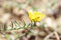 Fumana procumbens