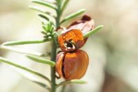 Fumana procumbens