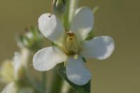 Verbascum lychnitis