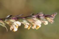 Odontites jaubertianus