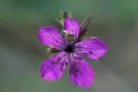 Dianthus carthusianorum