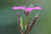 Dianthus carthusianorum