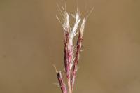 Bothriochloa ischaemum