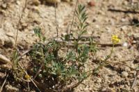 Alyssum montanum