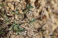 Alyssum montanum