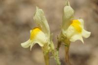 Linaria supina