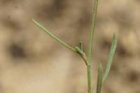 Linaria supina