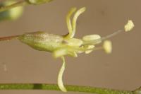Silene otites