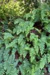 Polypodium vulgare